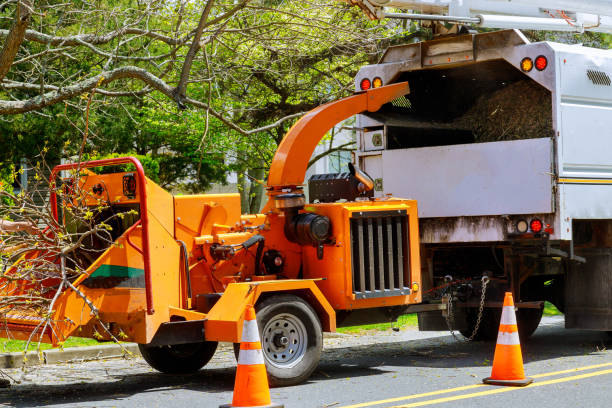 Best Emergency Tree Removal  in Templeton, CA