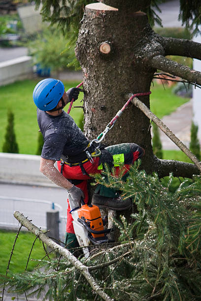 Lawn Renovation and Restoration in Templeton, CA