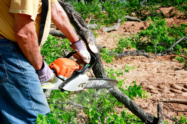 Best Hazardous Tree Removal  in Templeton, CA